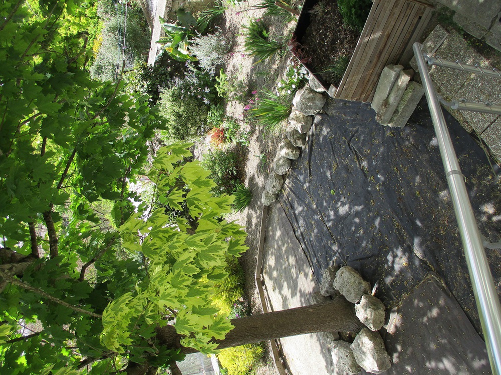 partie du jardin sous érable