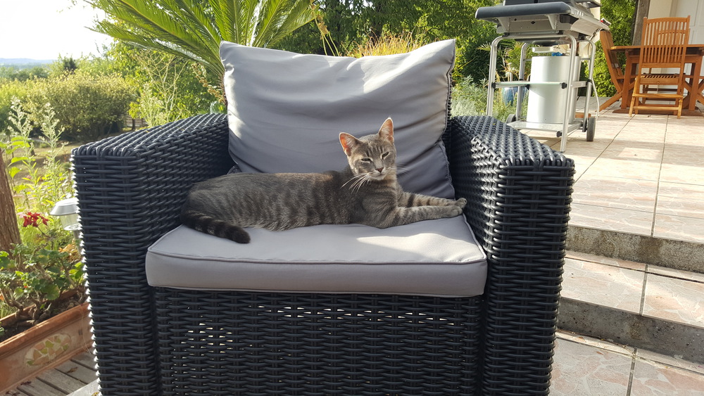Notre chat Loyd