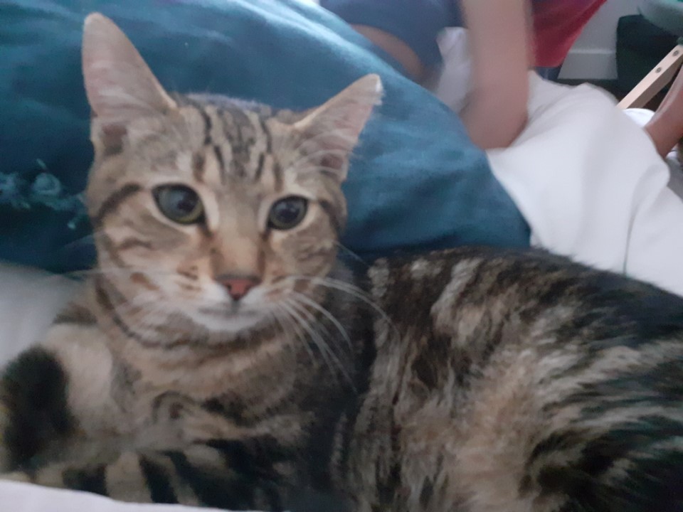 Floki, notre chat de 7 mois