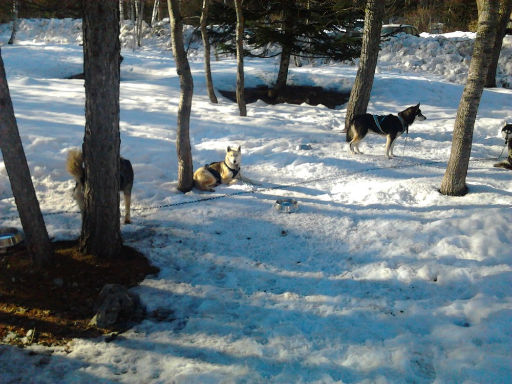 une promenade avec des chiens de traineau ? 