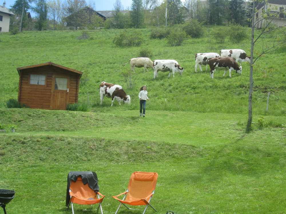 les vaches au printemps 
