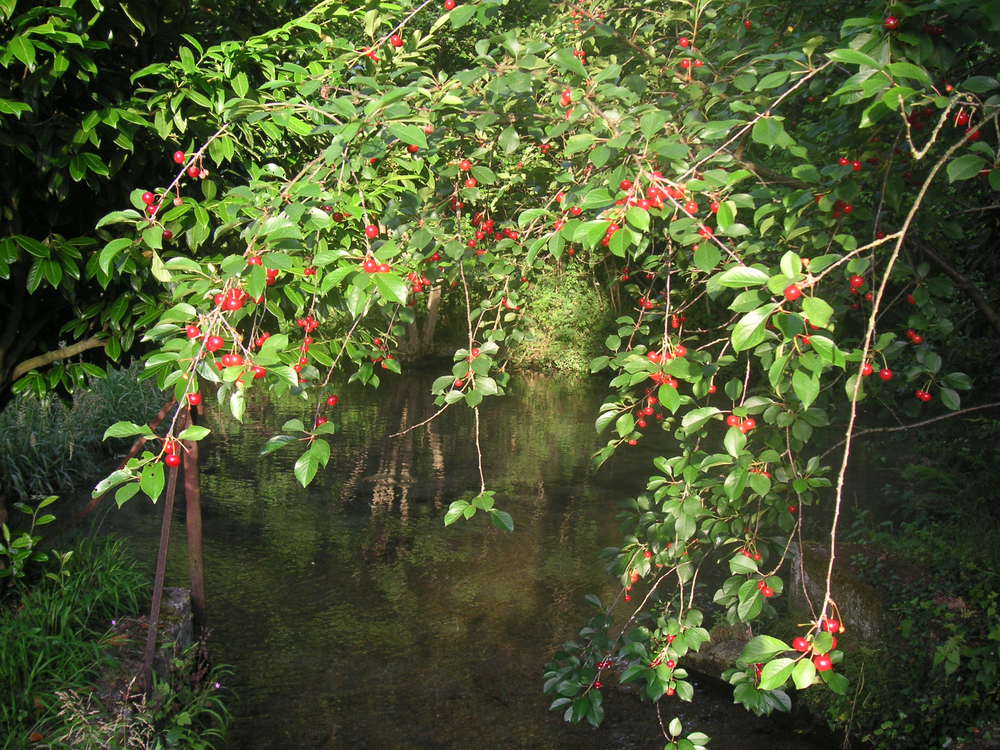 Cerises sur la rivière
