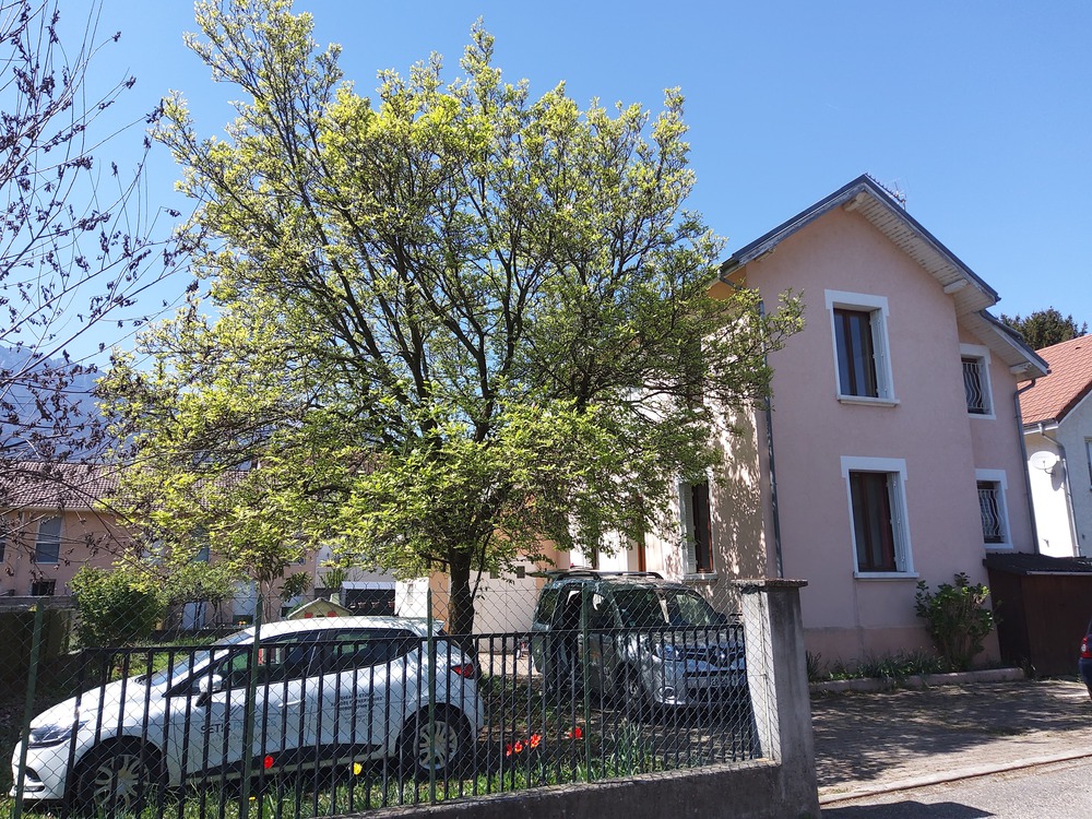 Notre maison, vue de la rue, avec son magnolia... au printemps cette fois!