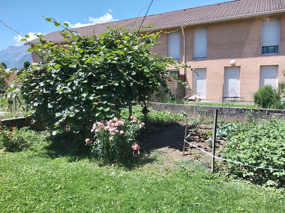 Le début de notre potager, avec l'Actinidier (ou arbre à Kiwis)