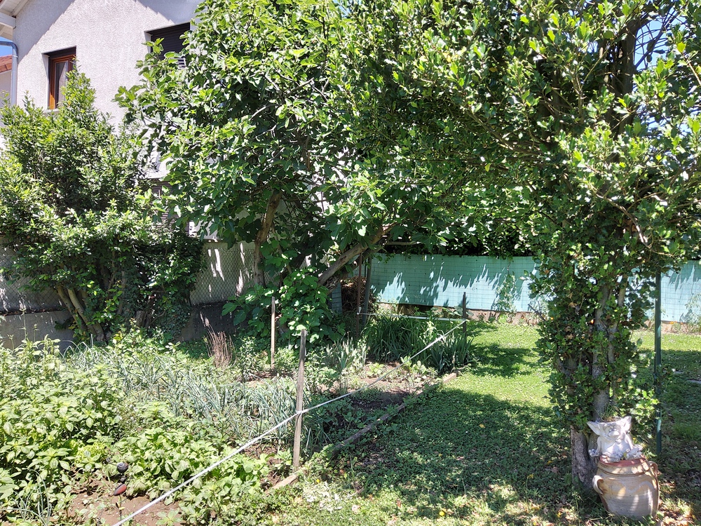 La fin du potager, avec son figuier