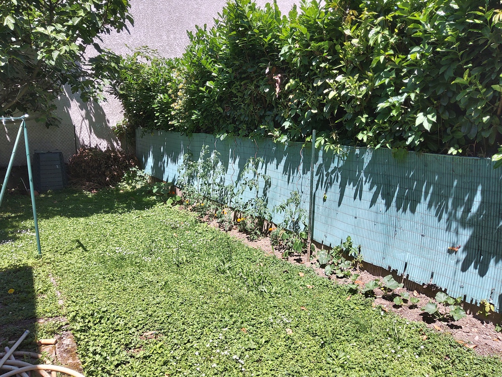 Une extension du potager, avec quelques plants de tomates