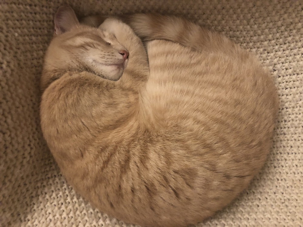 Notre chat Galilée très câlin