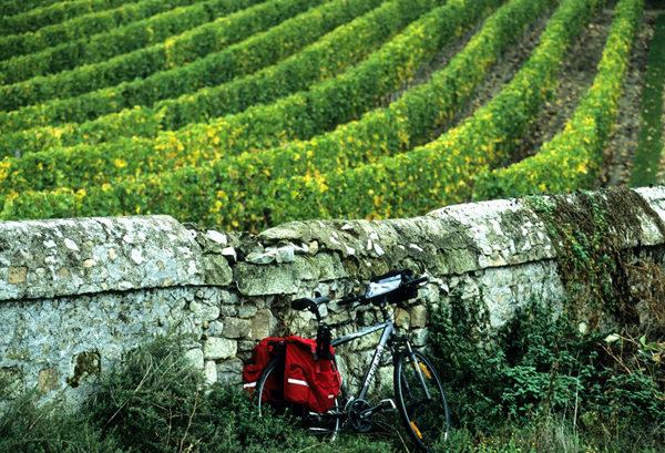 promenade dans le vignoble - Nous pouvons vous indiquer des parcours à pied ou à vélo