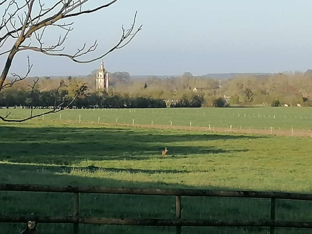 Vue clocher avec chevreuil