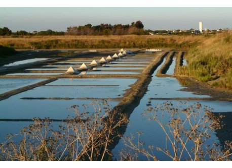 Marais salants, Ile de Ré 