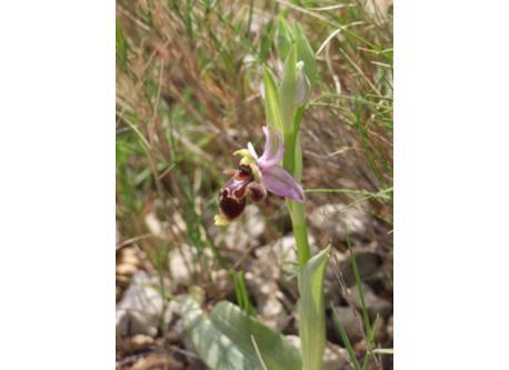orchidée sauvage
