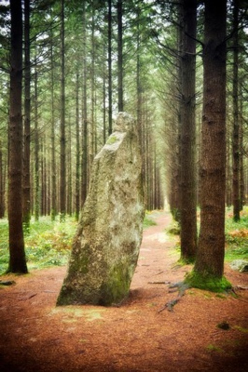 forêt de Camors 