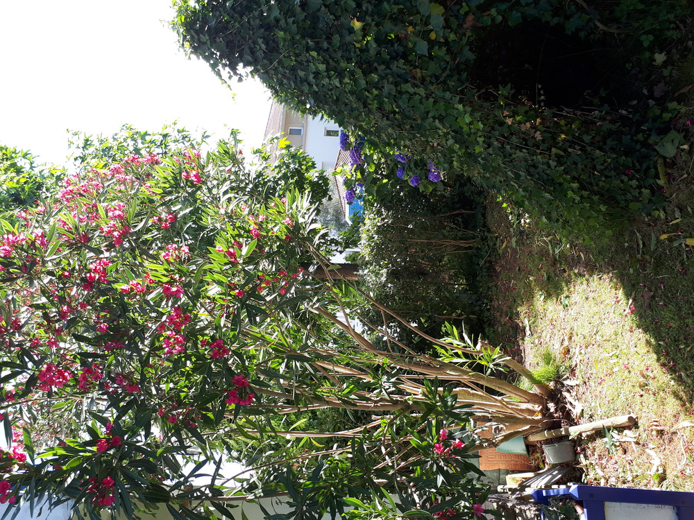 Un autre coin du jardin