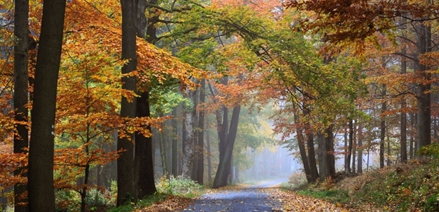 Forêt du Gâvre