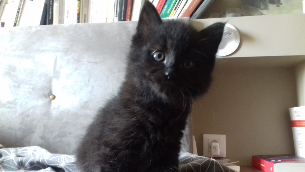 Junior