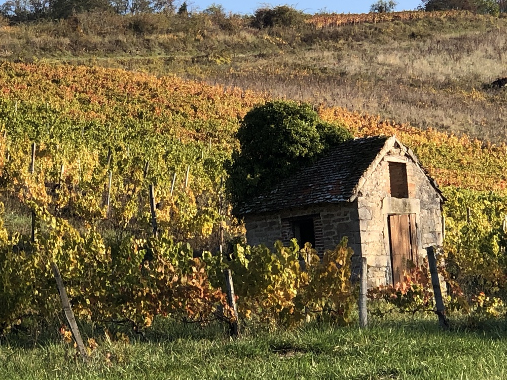 cabotte dans les vignes