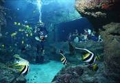  aquariums Océanopolis à 5 min