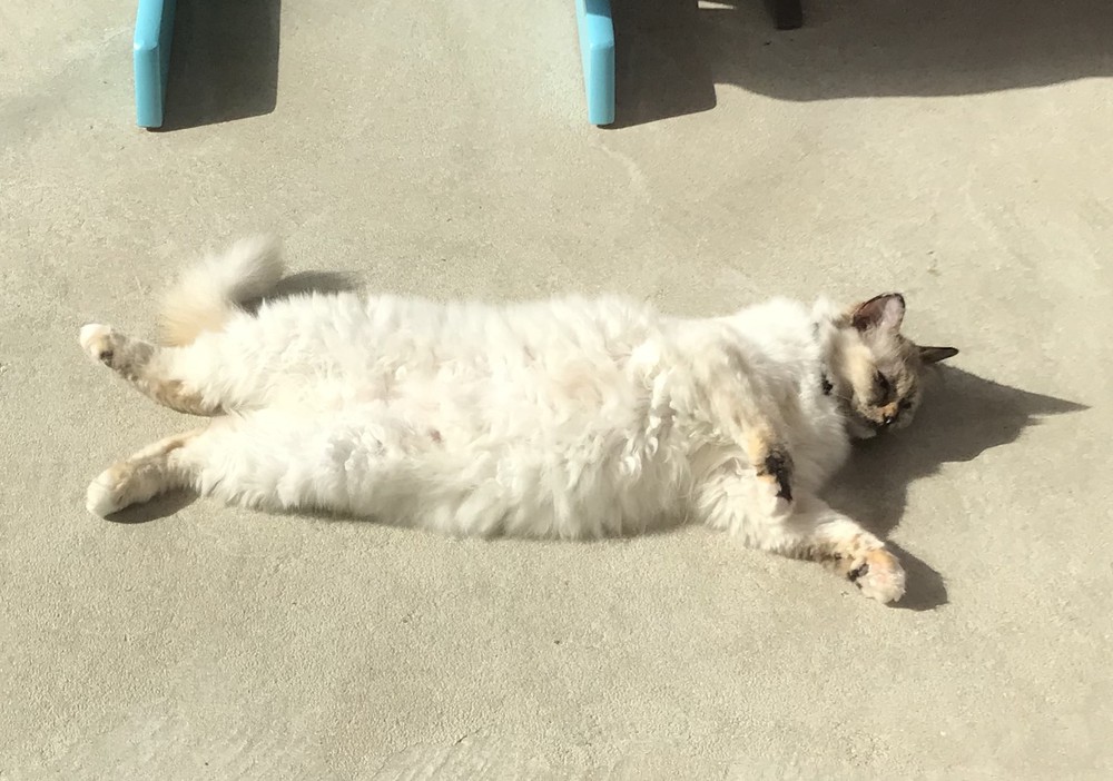 Chiti, notre chatte sacré de Birmanie de 16 ans