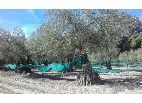 champs d'oliviers de Nyons 