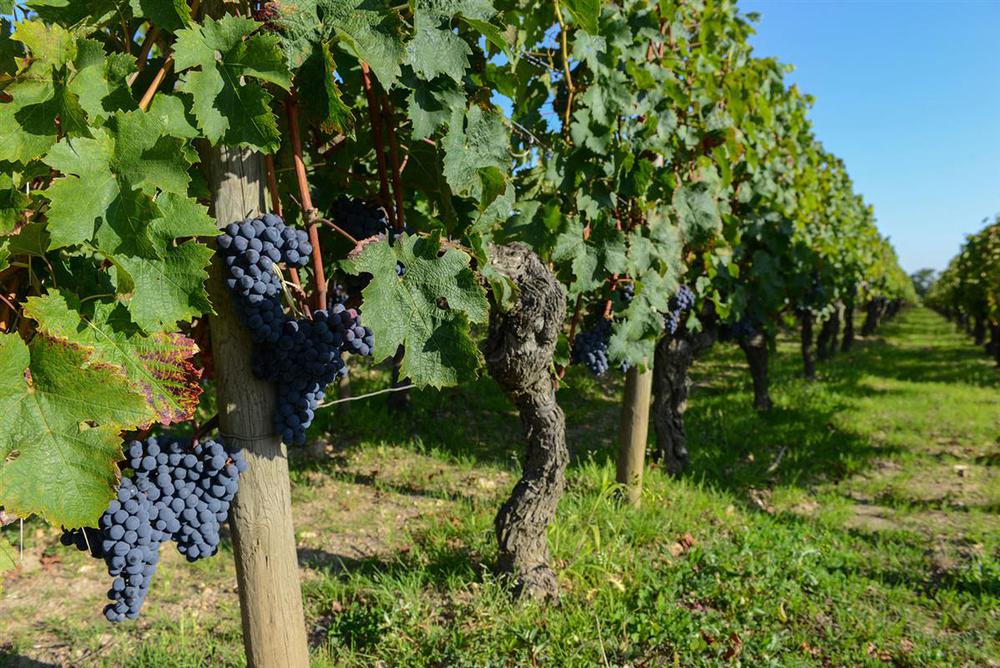 Les vignobles