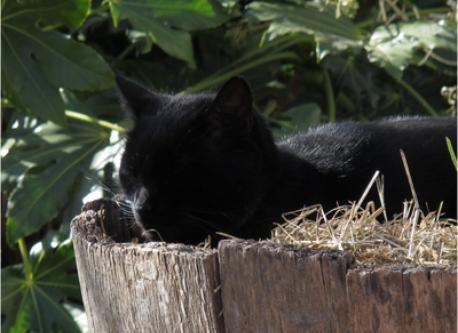 Notre chat Sirius