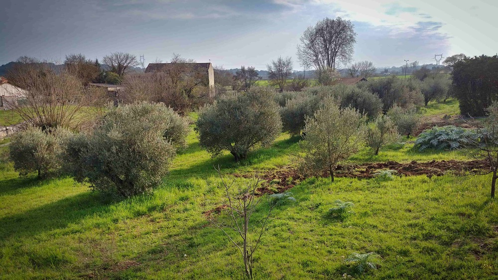 Vue de la terrasse, verger et oliveraie