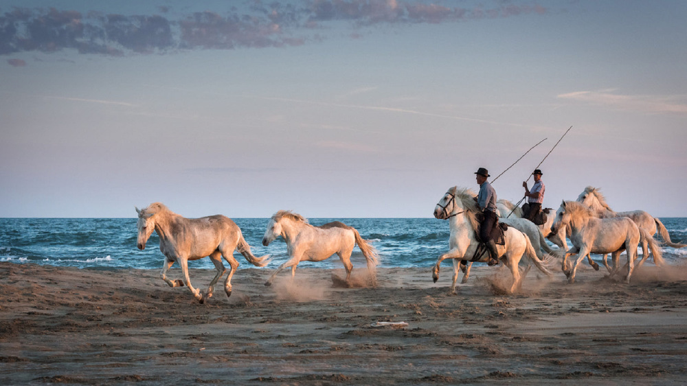 La Camargue