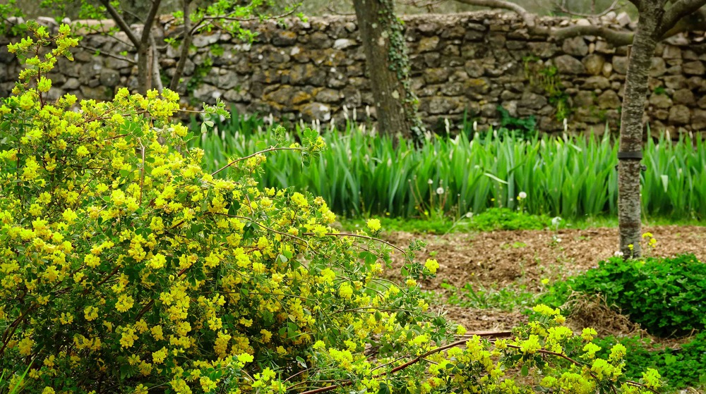 Le deuxième jardin, en contrebas (avec potager)
