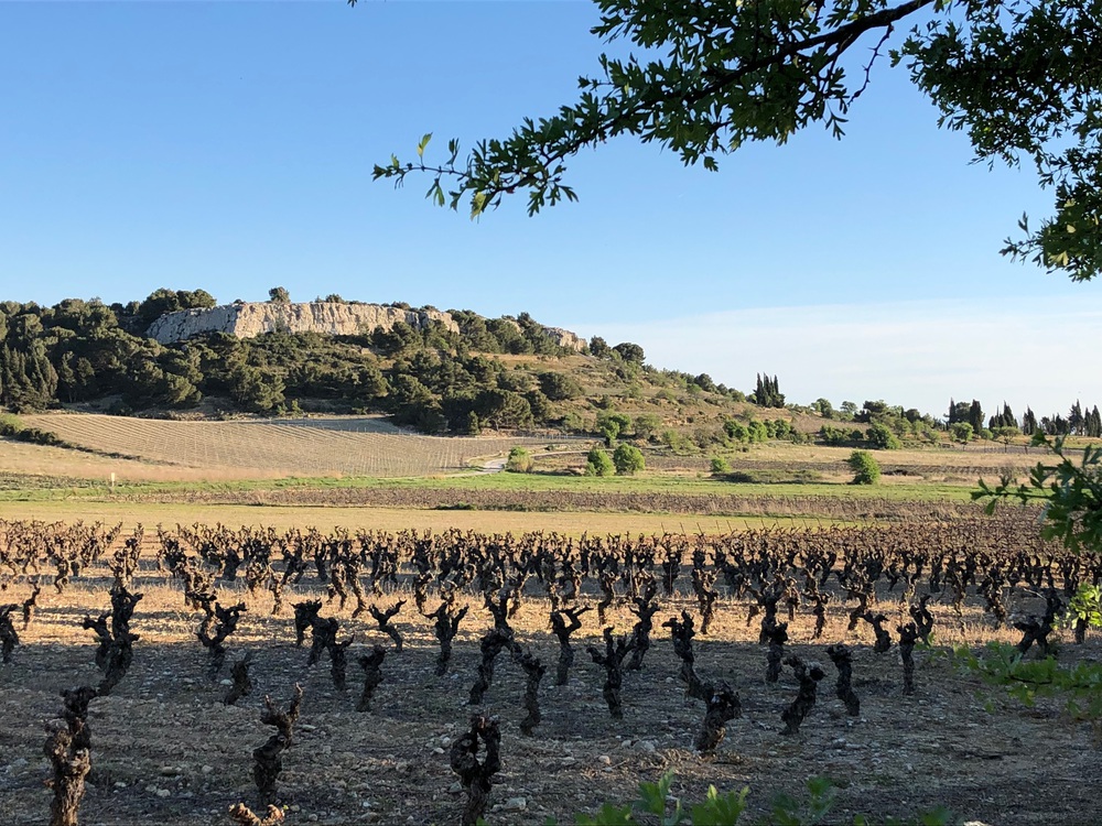 A la sortie du village, les vignes