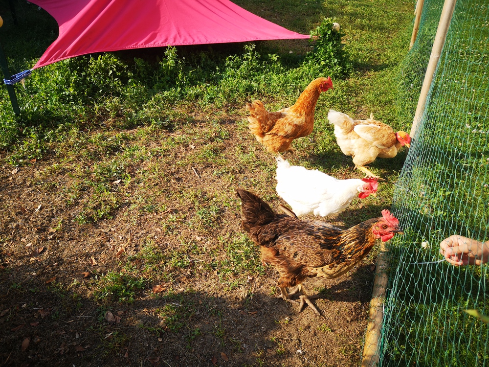 Nos poules