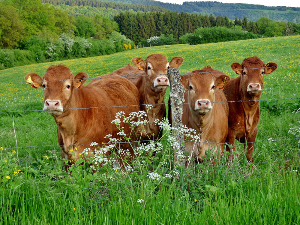 Vaches de race "limousine" 