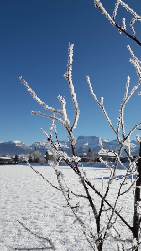 jardin sous la neige