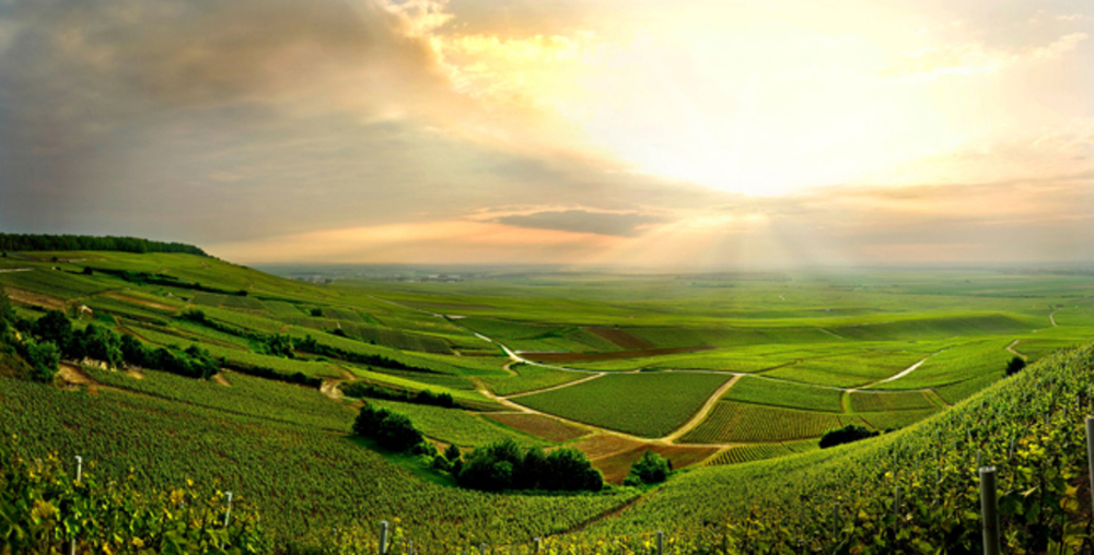 LE VIGNOBLE CHAMPENOIS autour d'Epernay 