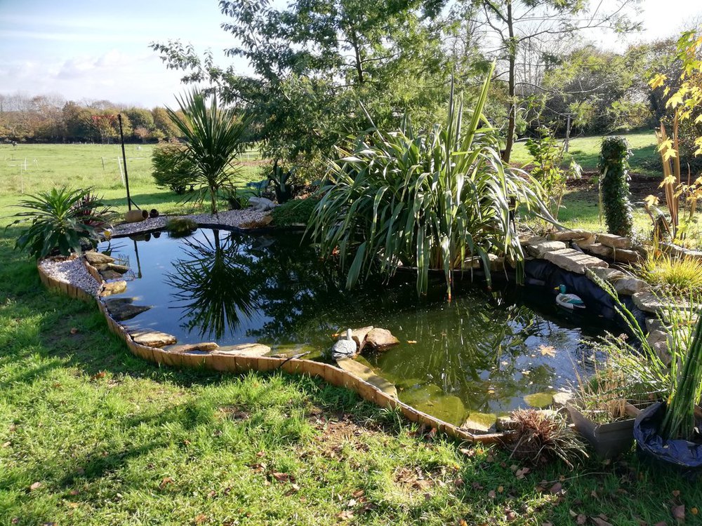 Le bassin de poissons 