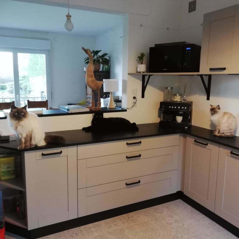 Les 3 chats 