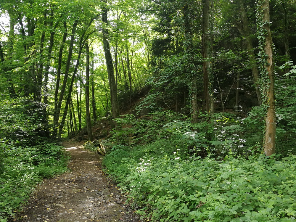 ballade en forêt 
