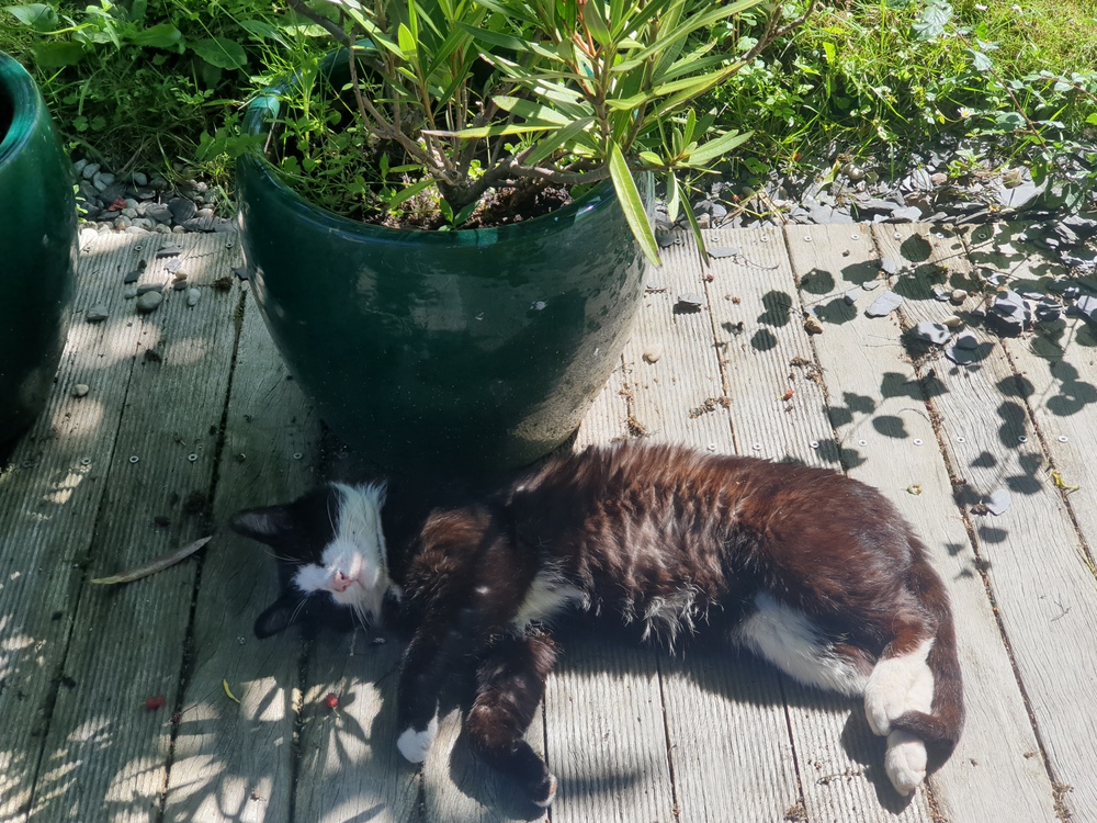 Domino le chat