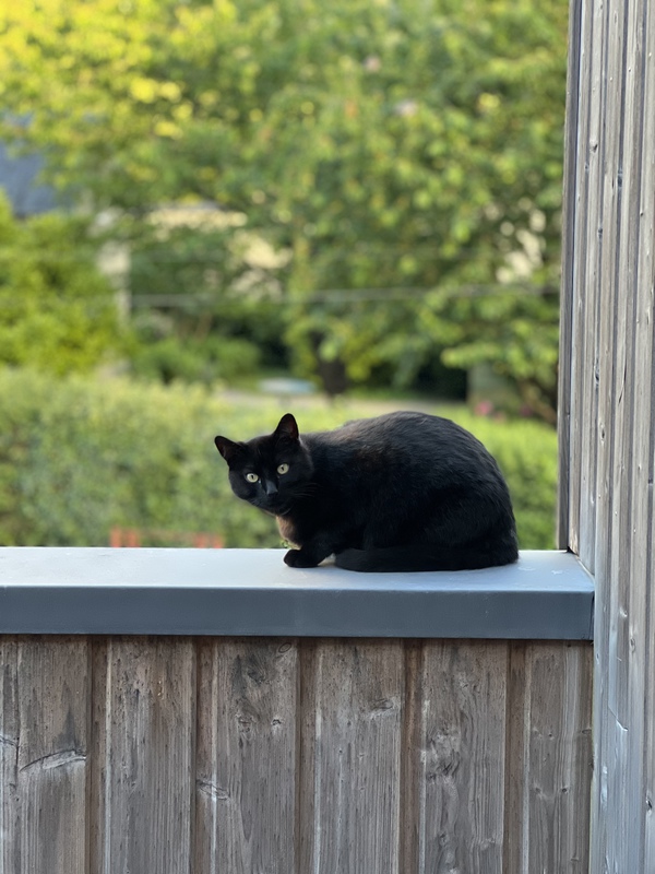 Ribot, le chat indépendant de la maison