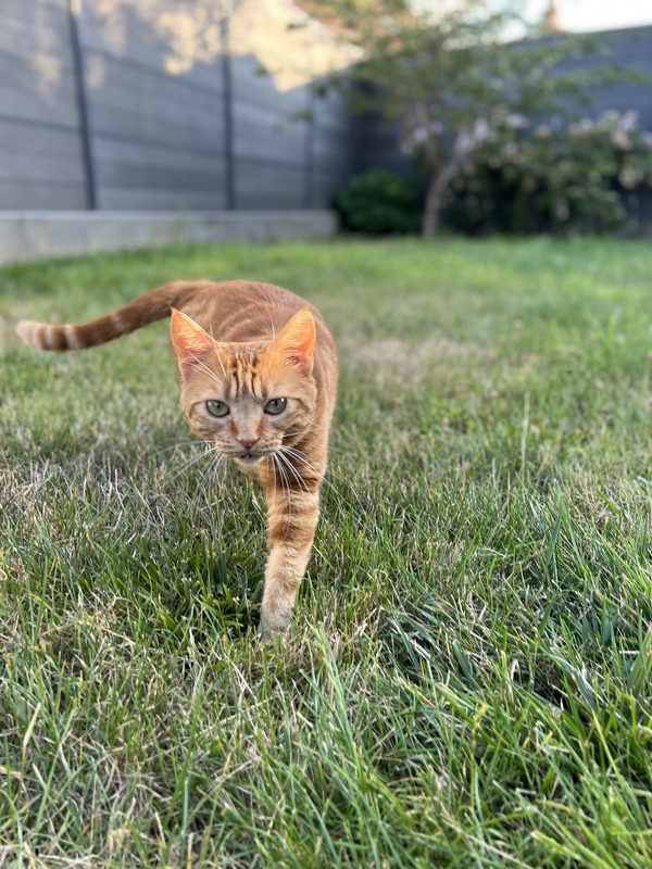 Artémis, la chatte qui sera là si vous avez envie d'un câlin